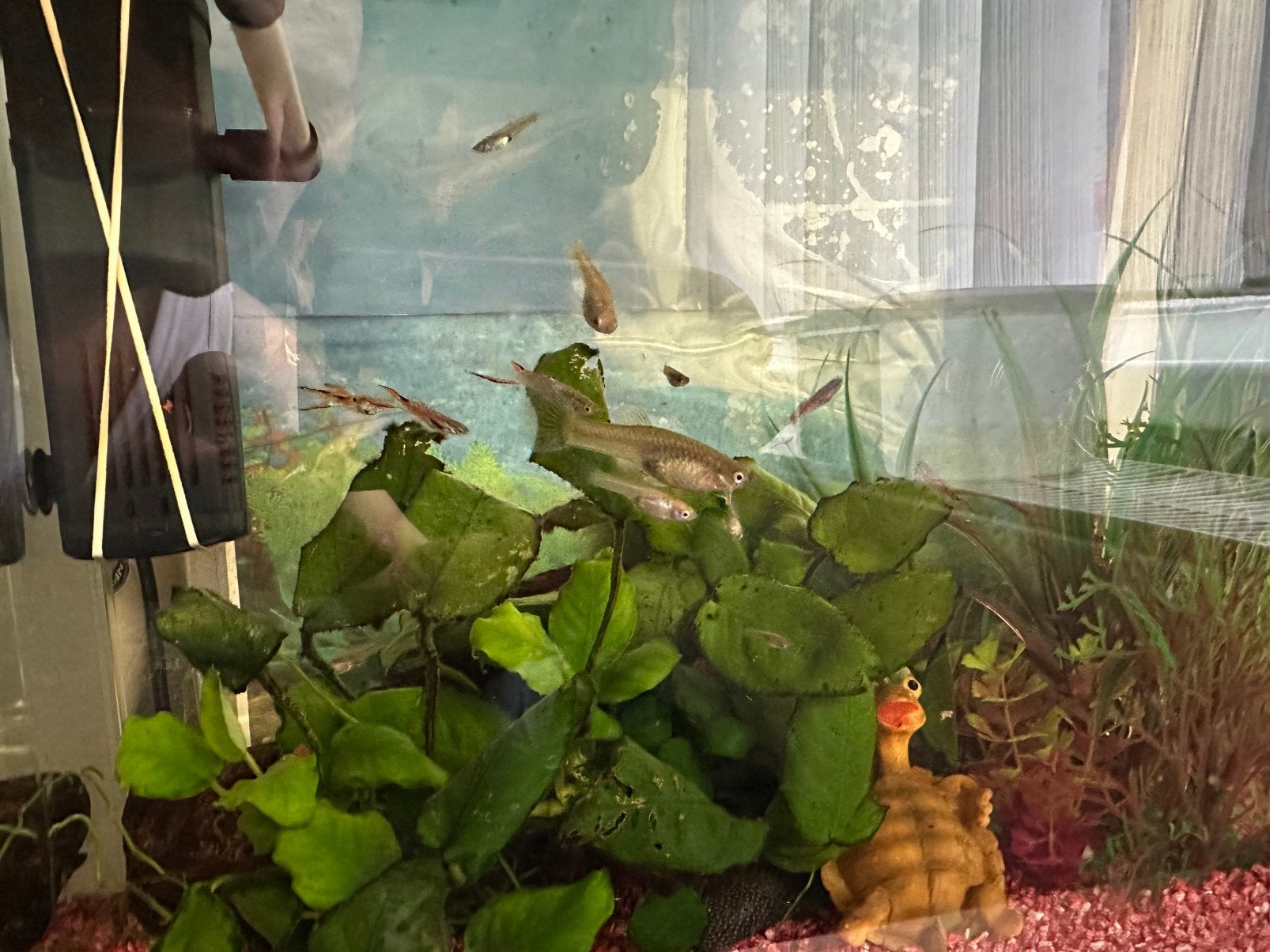 Endler vissen, Animaux & Accessoires, Poisson, Poisson d'eau douce