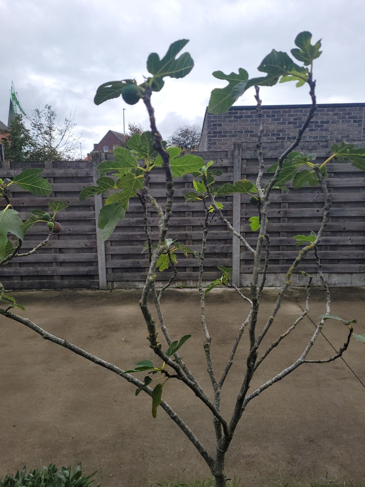 vijgenboom +/- 1,70 hoog, Jardin & Terrasse, Enlèvement, 100 à 250 cm, Figuier