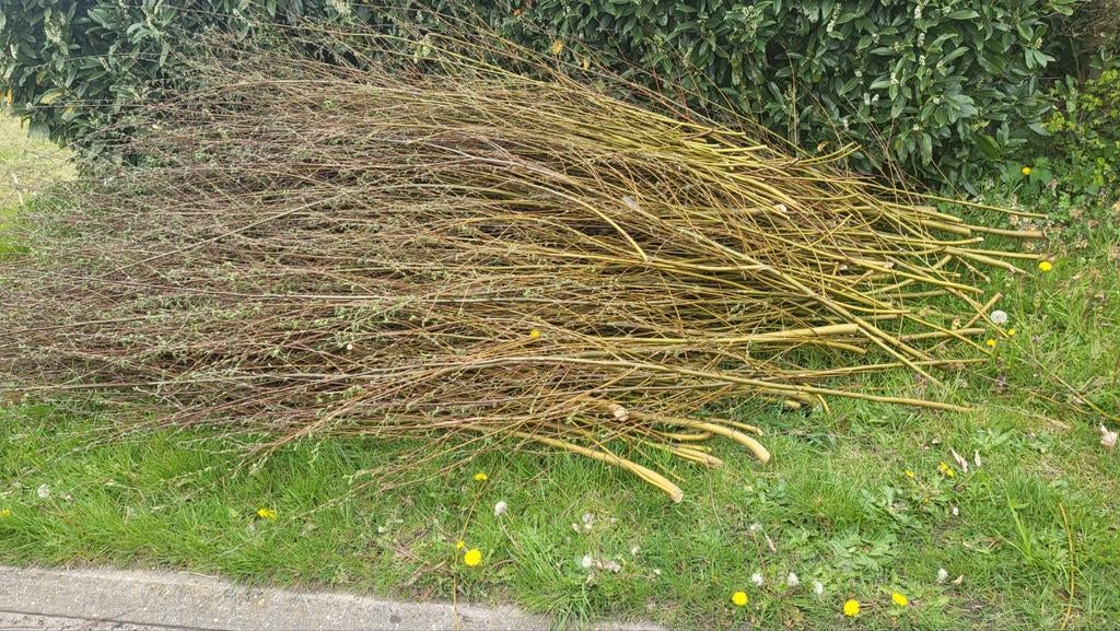 Knotwilg tenen/takken, Ophalen