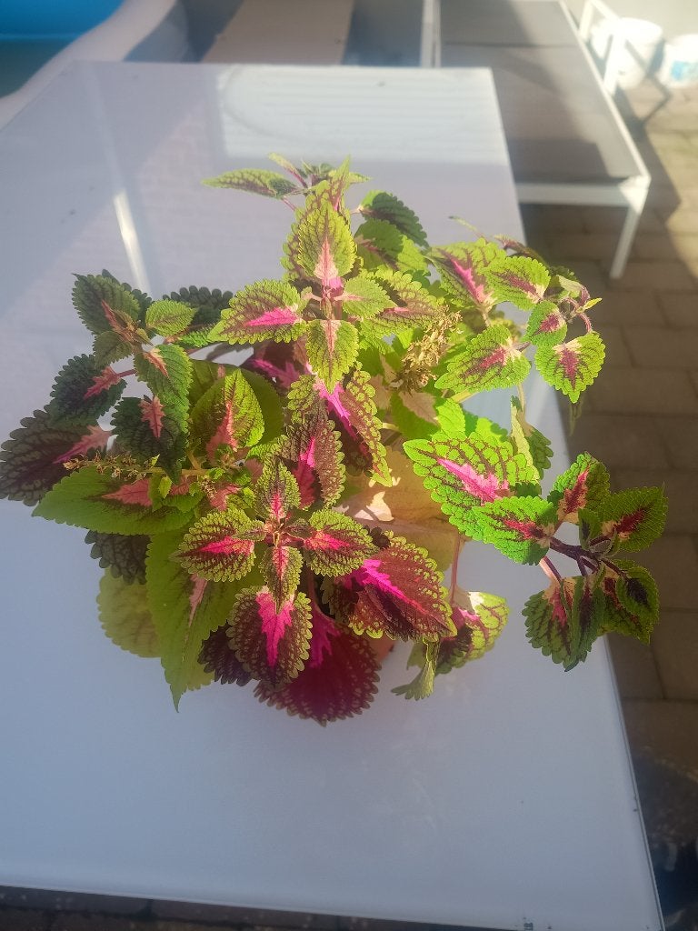 Siernetels pot 2 (van links naar rechts), Maison & Meubles, Autres espèces, En pot, Plein soleil, Plante à fleurs