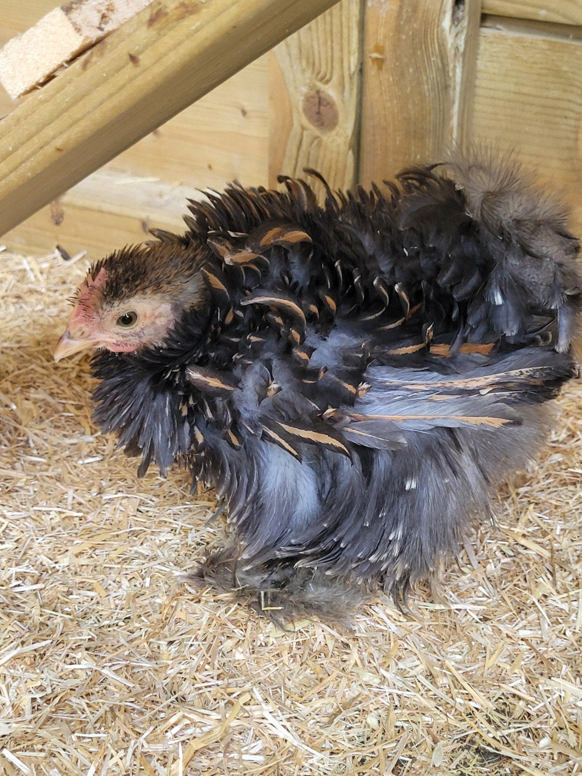 cochin kriel haantje, Dieren en Toebehoren