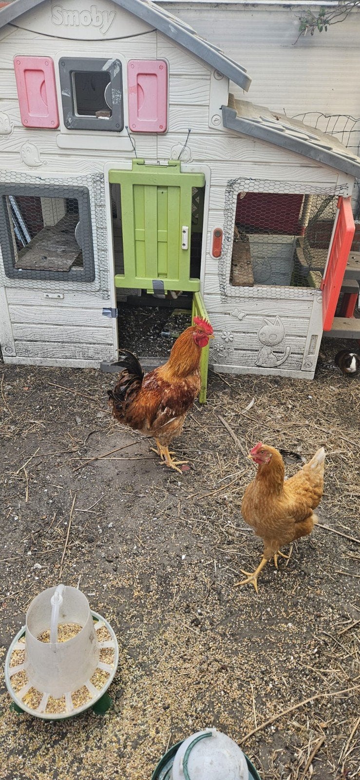KIPPEN, HANEN EN CAVIA TE KOOP 

 Pakket 1 – €35 voor