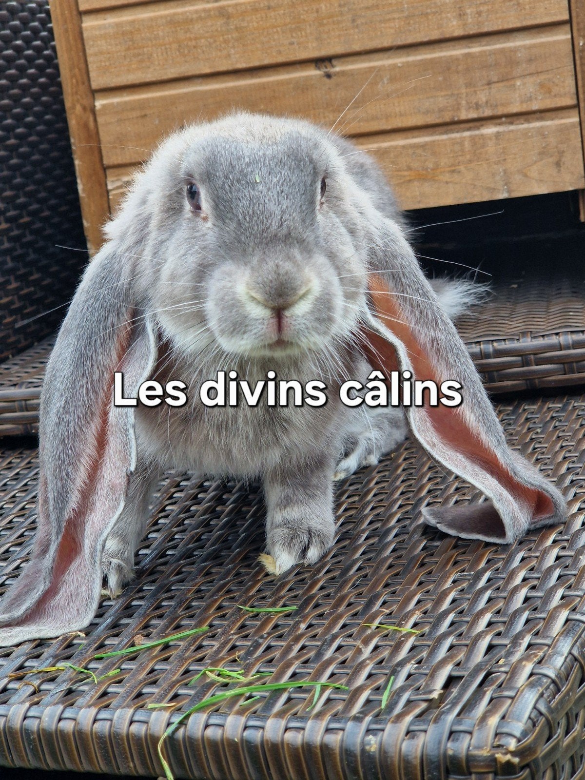 bélier anglais, Animaux & Accessoires, Mâle