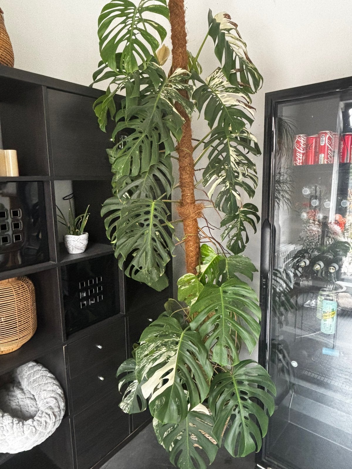 Monstera albo met vrucht, Maison & Meubles, Plantes d'intérieur, Enlèvement