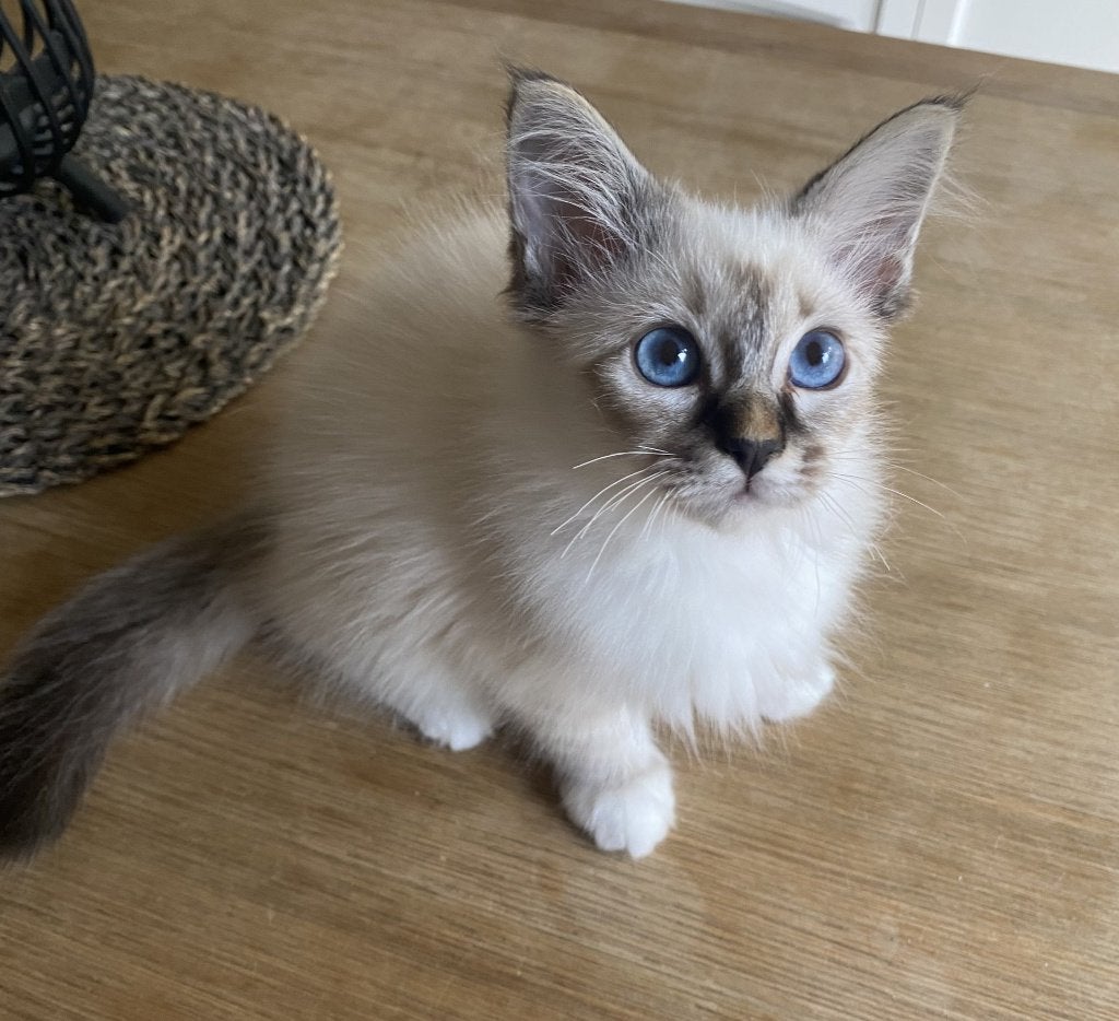 Chaton Sacré de Birmanie Male Seal tabby, Chat, Avec pedigree, 0 à 2 ans
