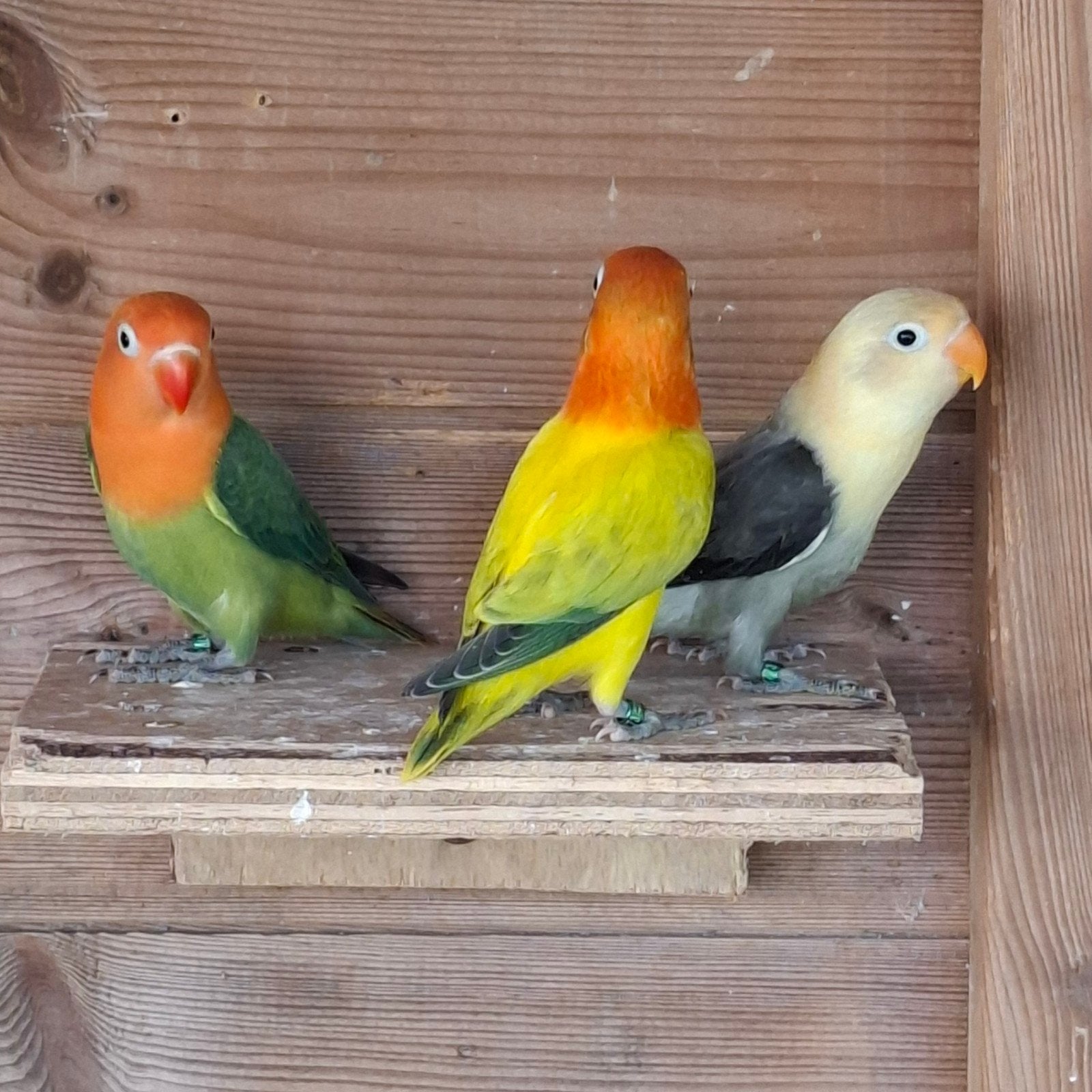 Jonge dwergpapegaaitjes, Animaux & Accessoires, Oiseaux | Perruches & Perroquets, Perroquet nain ou Inséparable, Plusieurs animaux