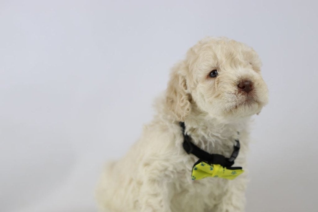 lagotto romagnole, Chien (mâle), Maladie de Carré (chiens), Autres races, Belgique