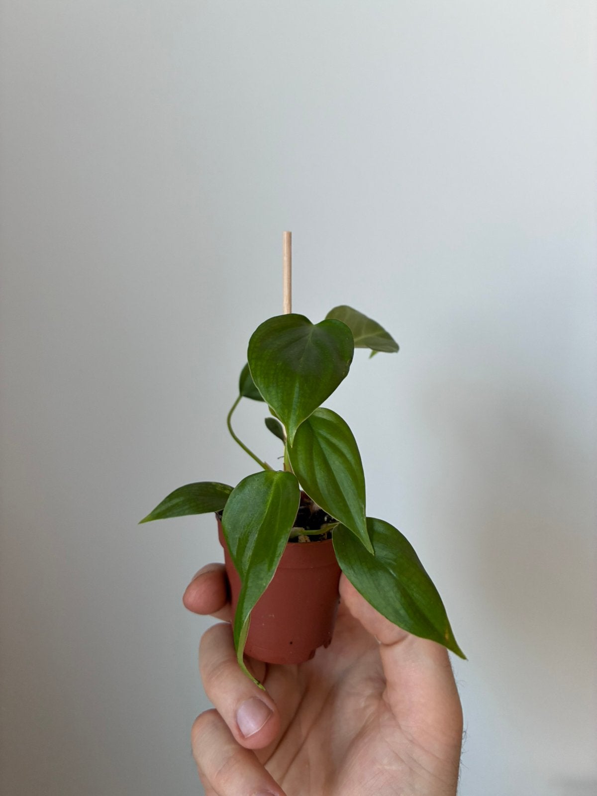 Philodendron fuzzy petiole, Ophalen