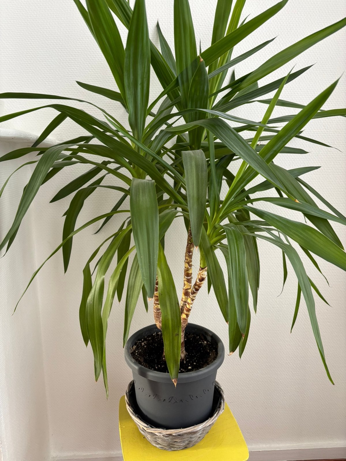 Plante avec pot, Jardin & Terrasse, Enlèvement