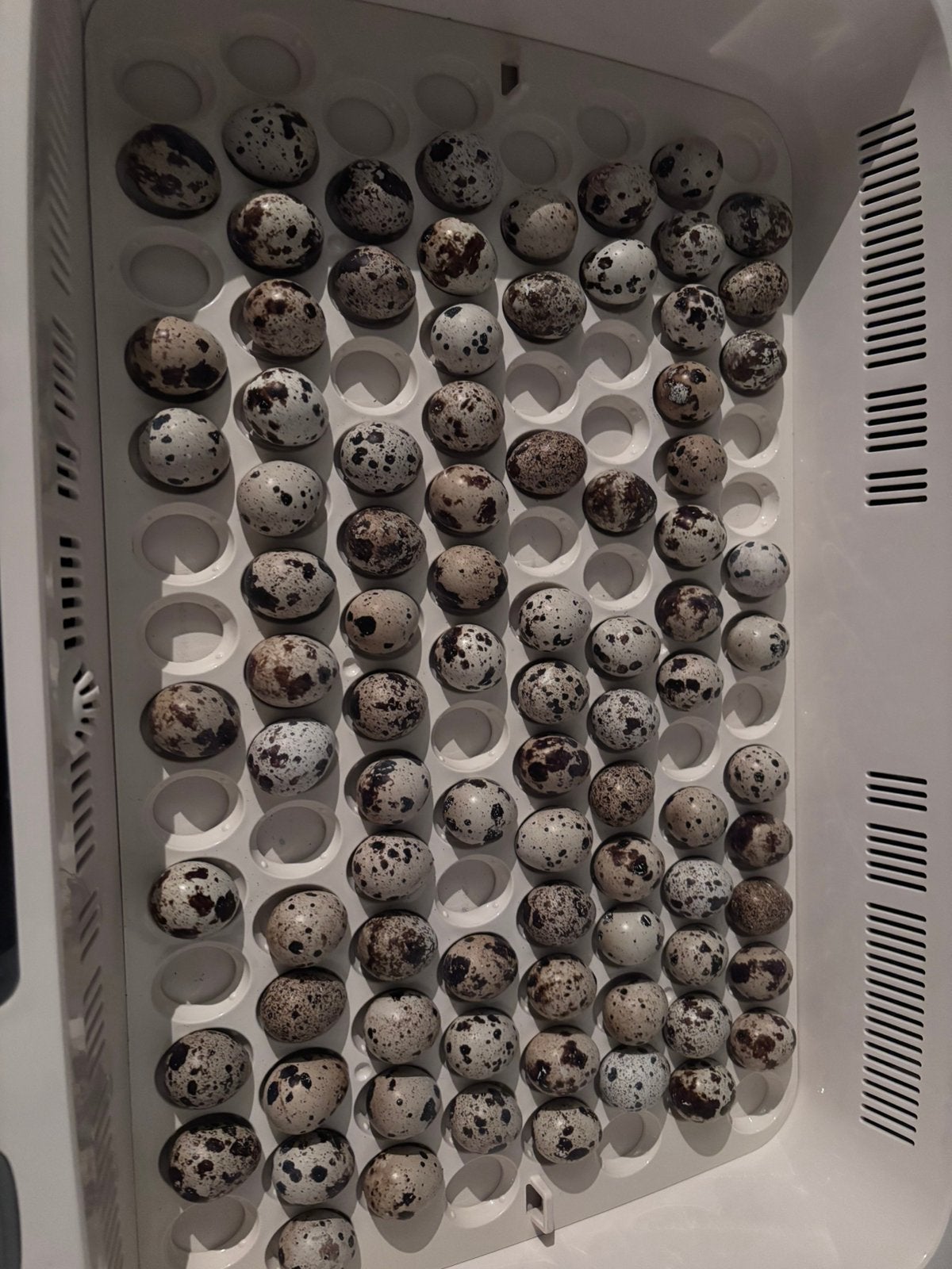 Kuikens japanse kwartels