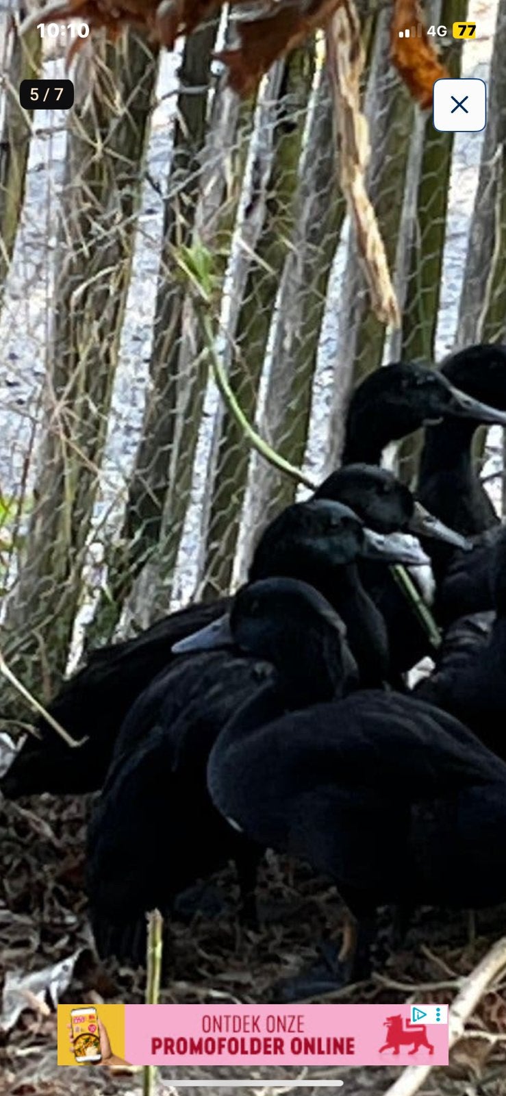 32  eenden te koop, Dieren en Toebehoren, Meerdere dieren, Eend