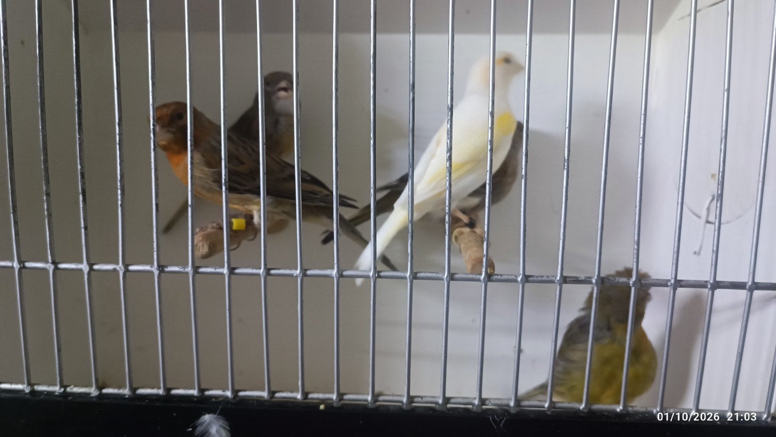 canaris arlequin