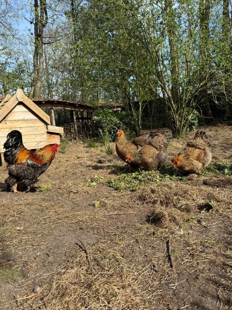 Broedeieren brahma goudpatrijs, Animaux & Accessoires
