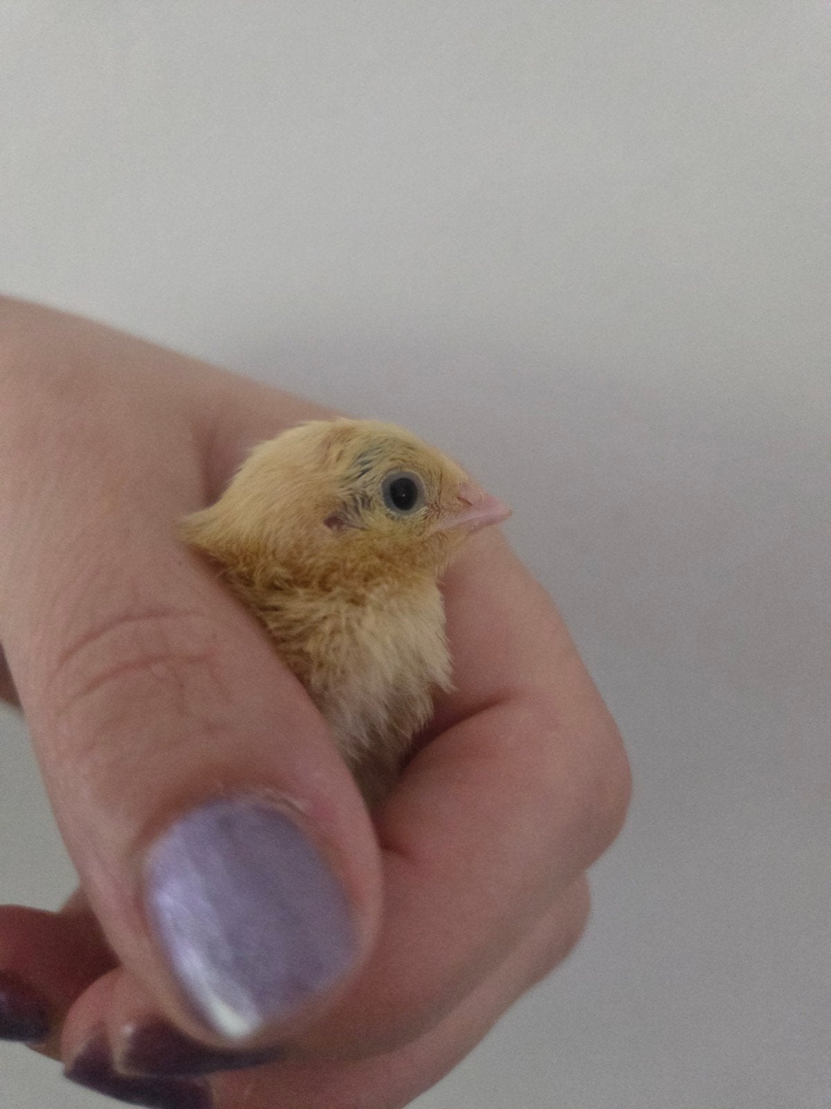 GRATIS: JAPANSE CELADON KUIKEN zoekt vriendjes, Dieren en Toebehoren, Vogels | Overige Vogels