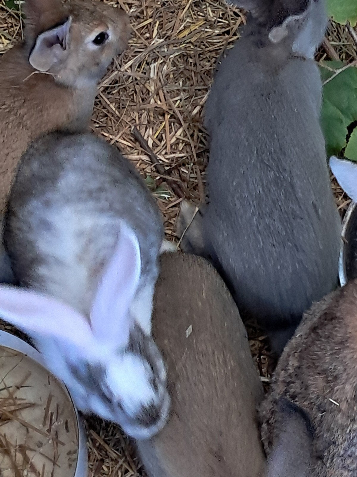 jonge konijnen, Dieren en Toebehoren