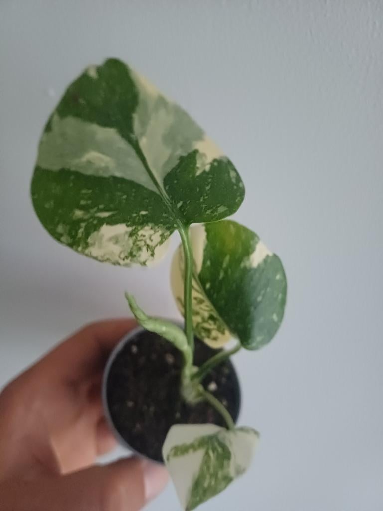 Monstera Cream Cheese, Overige soorten, In pot, Minder dan 100 cm, Groene kamerplant