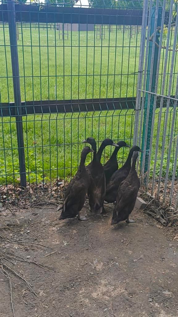 Bloedlijn loopeend broed eieren, Dieren en Toebehoren, Geslacht onbekend, Eend