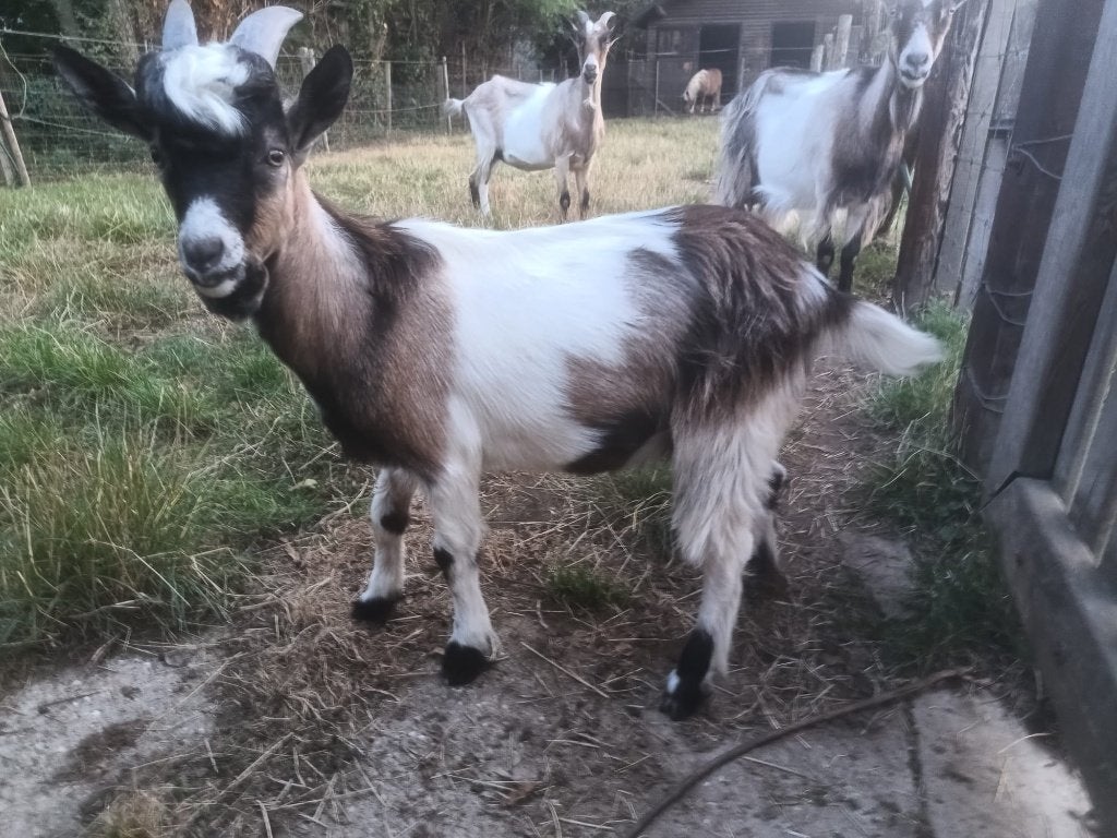 geit - ram (bok), Dieren en Toebehoren, Schapen, Geiten en Varkens, Mannelijk, Geit, 0 tot 2 jaar