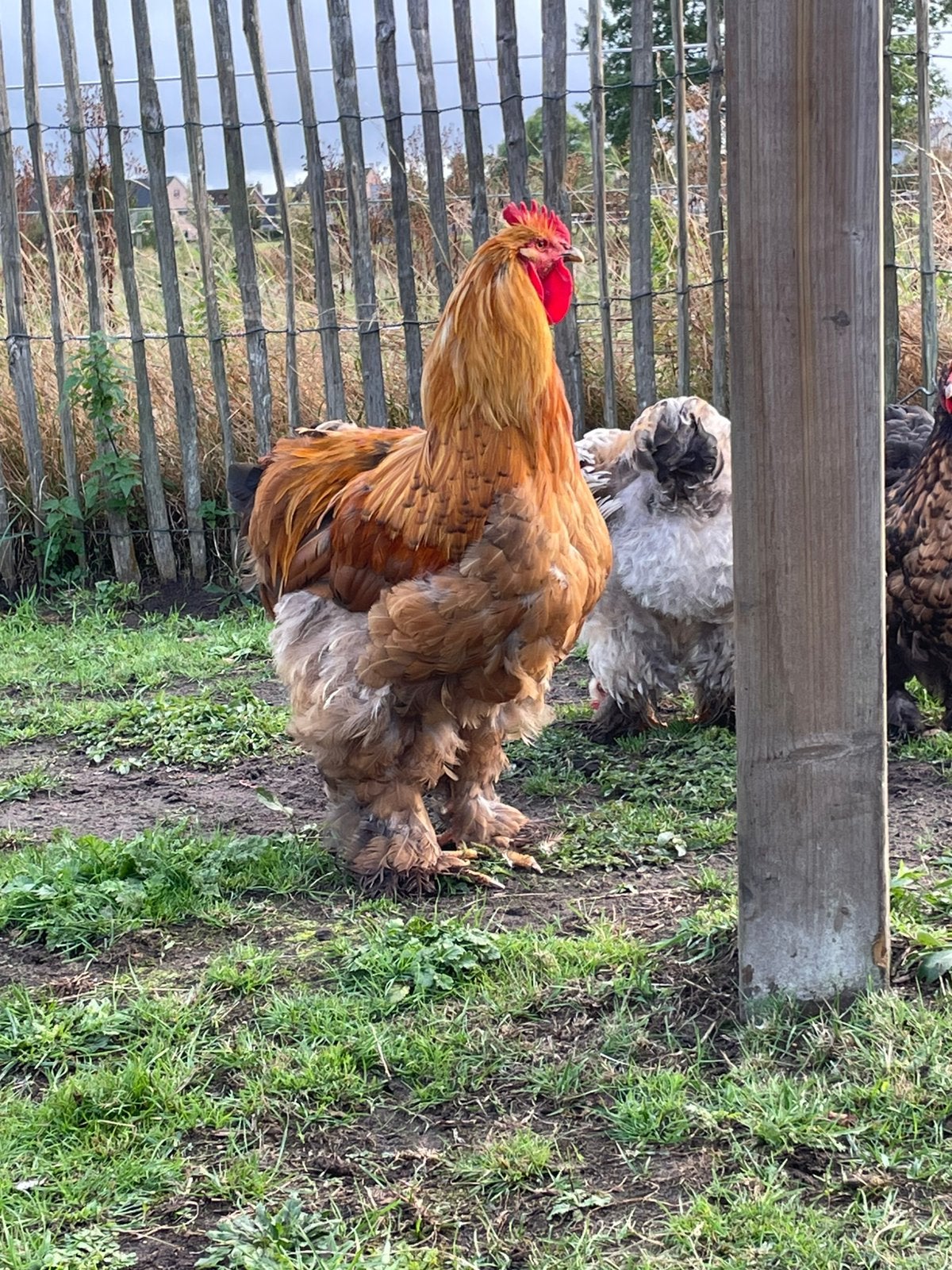 Trio cochin groothoenders, Dieren en Toebehoren, Meerdere dieren, Kip