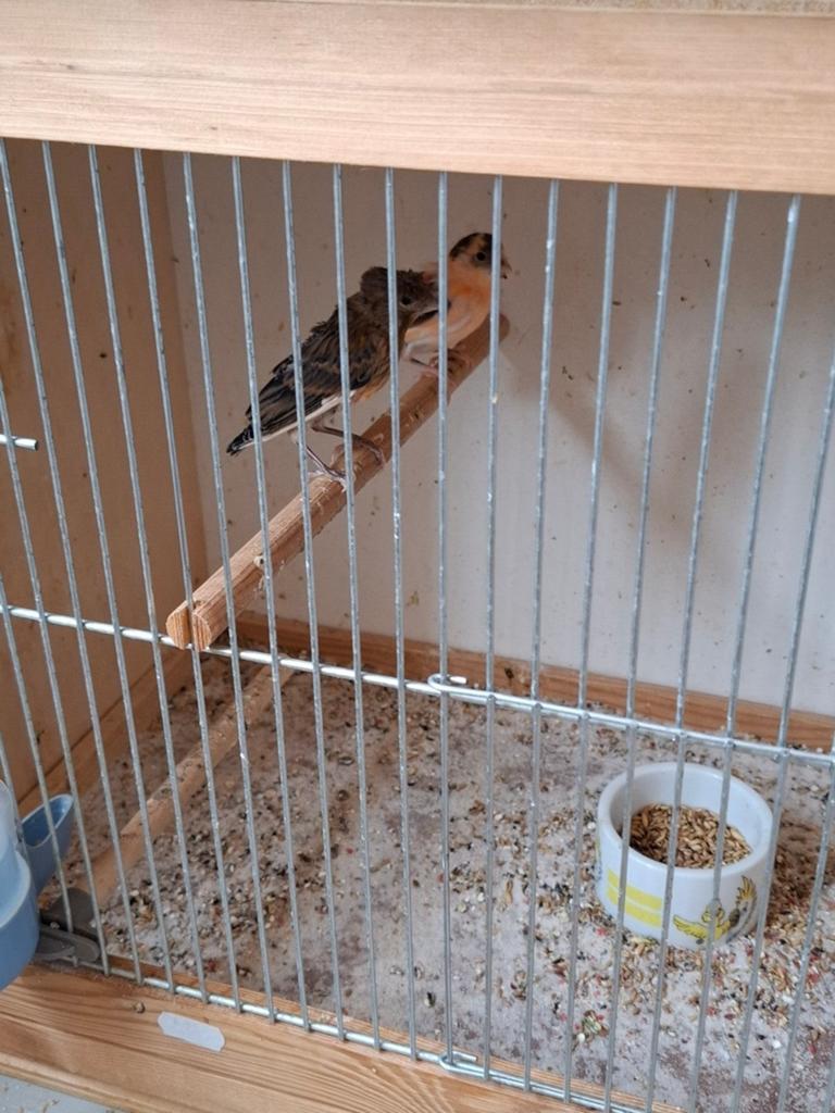 Kanarie s, Dieren en Toebehoren, Vogels | Kanaries