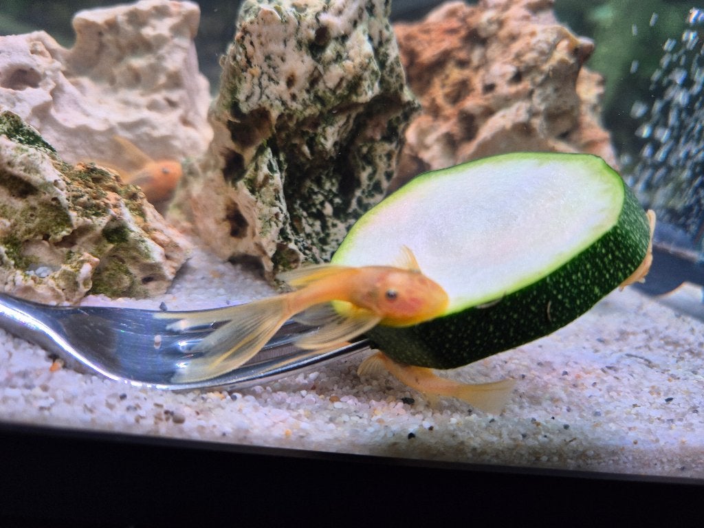 L144 Longfin Lime Ancistrus (3-4 cm) – Prachtige algeneters, Dieren en Toebehoren, Vis, Zoetwatervis