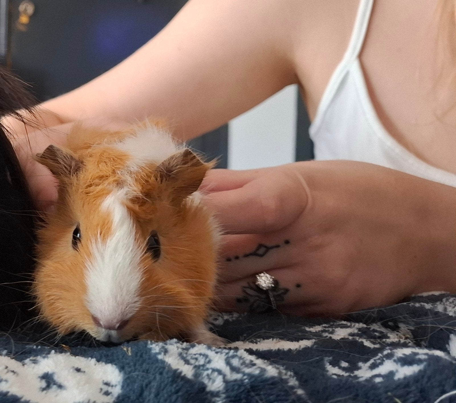 Cochon d'Inde femelle bébé, Dieren en Toebehoren, Knaagdieren, Cavia, Vrouwelijk, Mei, Tam