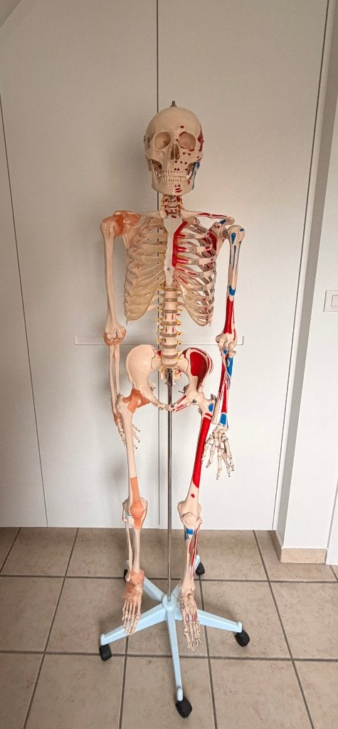 Anatomisch model skelet, Diversen, Schoolbenodigdheden, Ophalen, Nieuw