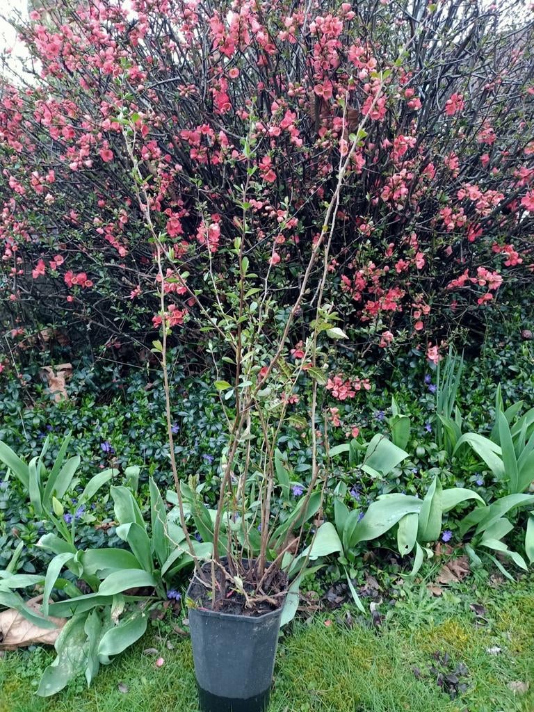Japanse sier kweepeer roze/rood, Tuin en Terras, Ophalen