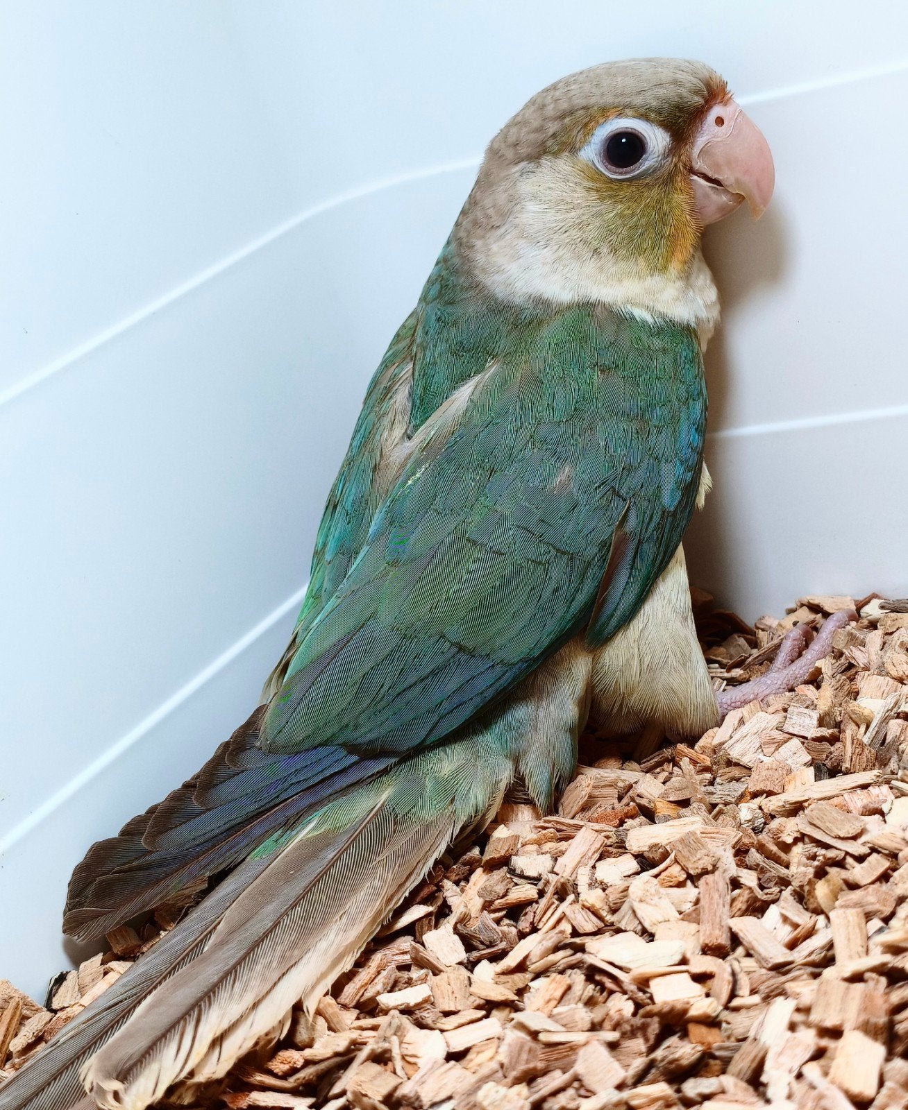Vrouwelijke Pyrrhura Molinae, Dieren en Toebehoren, Vogels | Parkieten en Papegaaien, Vrouwelijk, Geringd