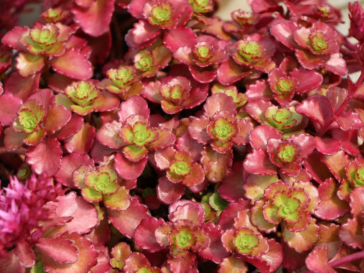 Sedum Fuldaglut, Tuin en Terras, Ophalen