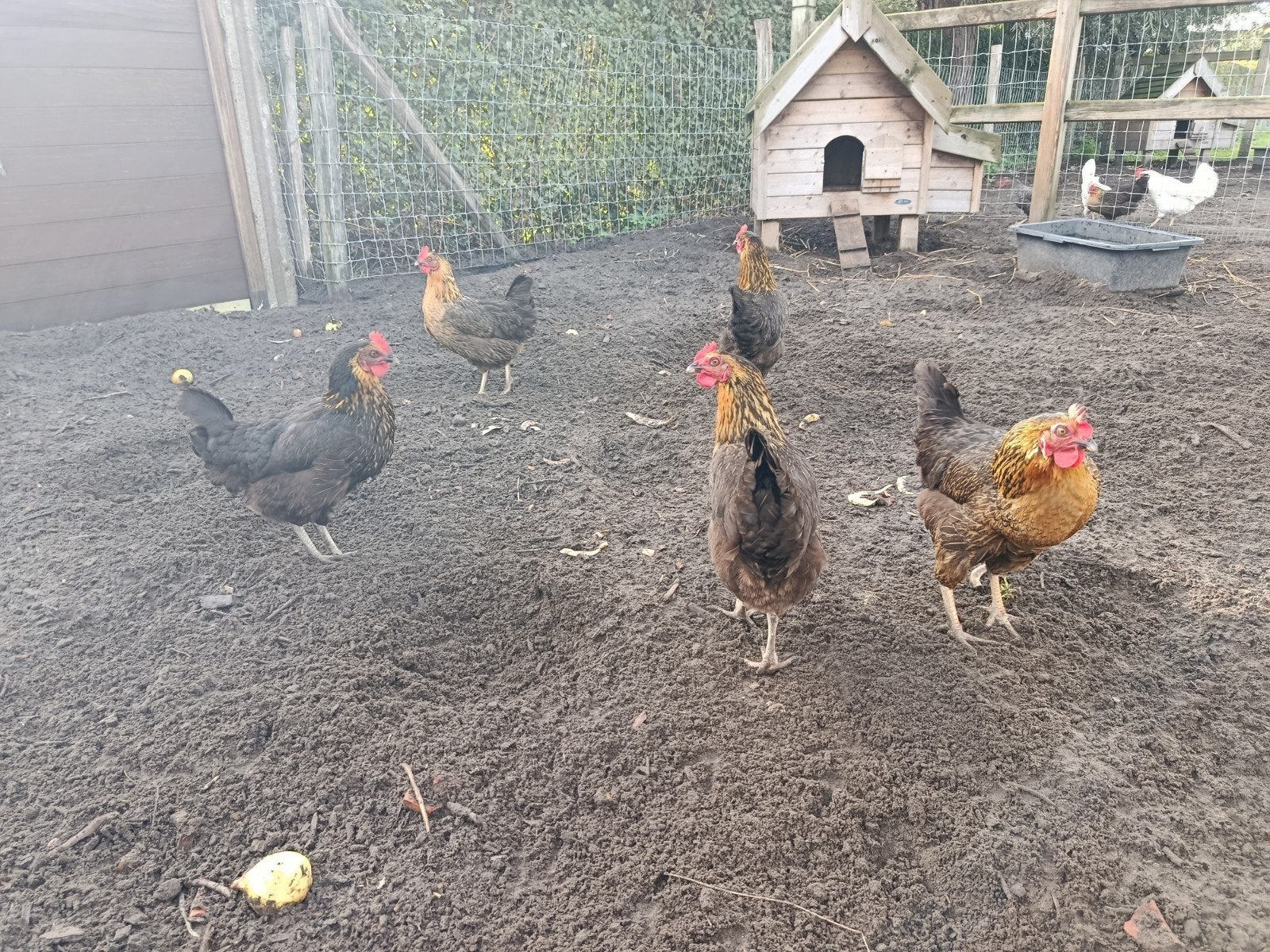 zwarte legkippen 1 jaar oud, Dieren en Toebehoren