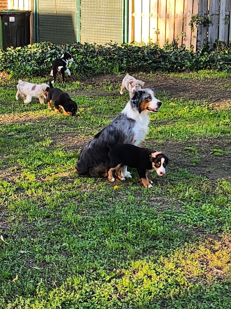 Mini american shepherd pups, Maladie de Carré (chiens), Chienne, 8 à 15 semaines, Plusieurs