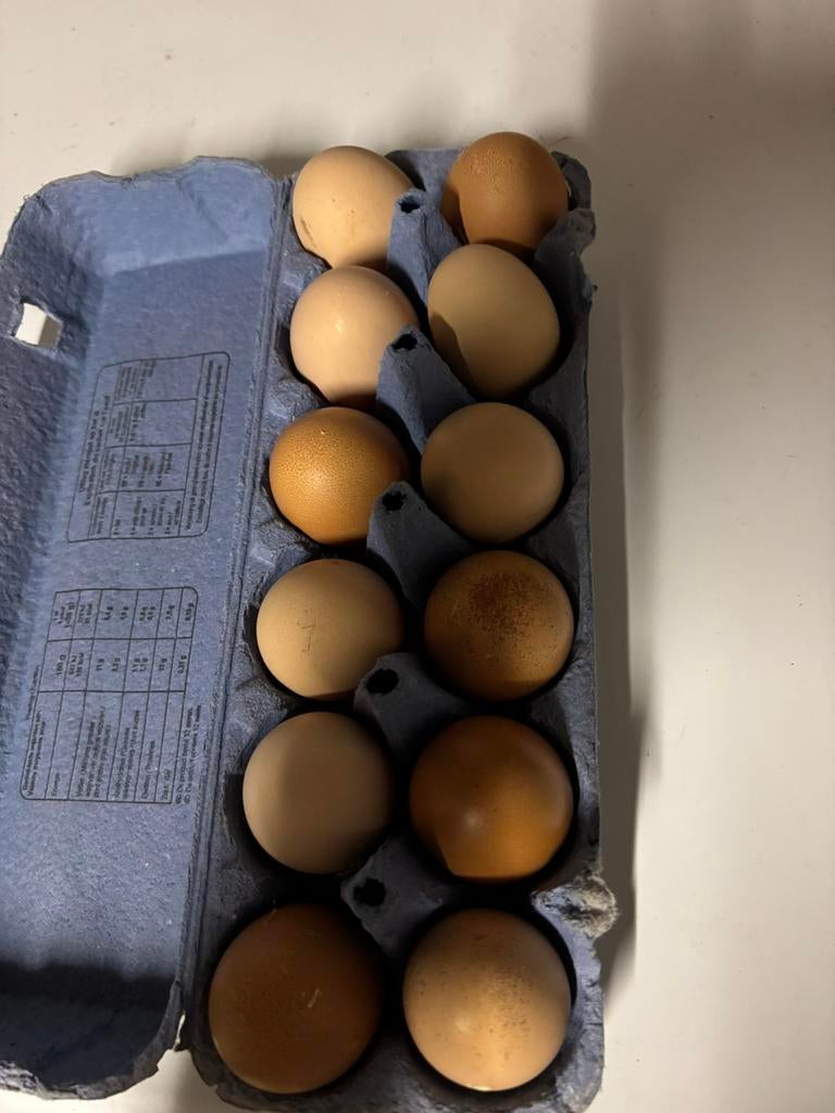 12 verse eitjes voor 3 euro, Dieren en Toebehoren, Pluimvee