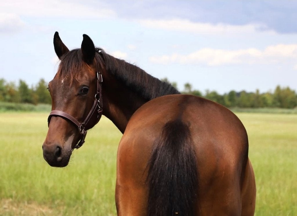 Top brave 2 jarige kwpn, Dieren en Toebehoren, Met stamboom, Dressuurpaard, 0 tot 2 jaar, Hengst