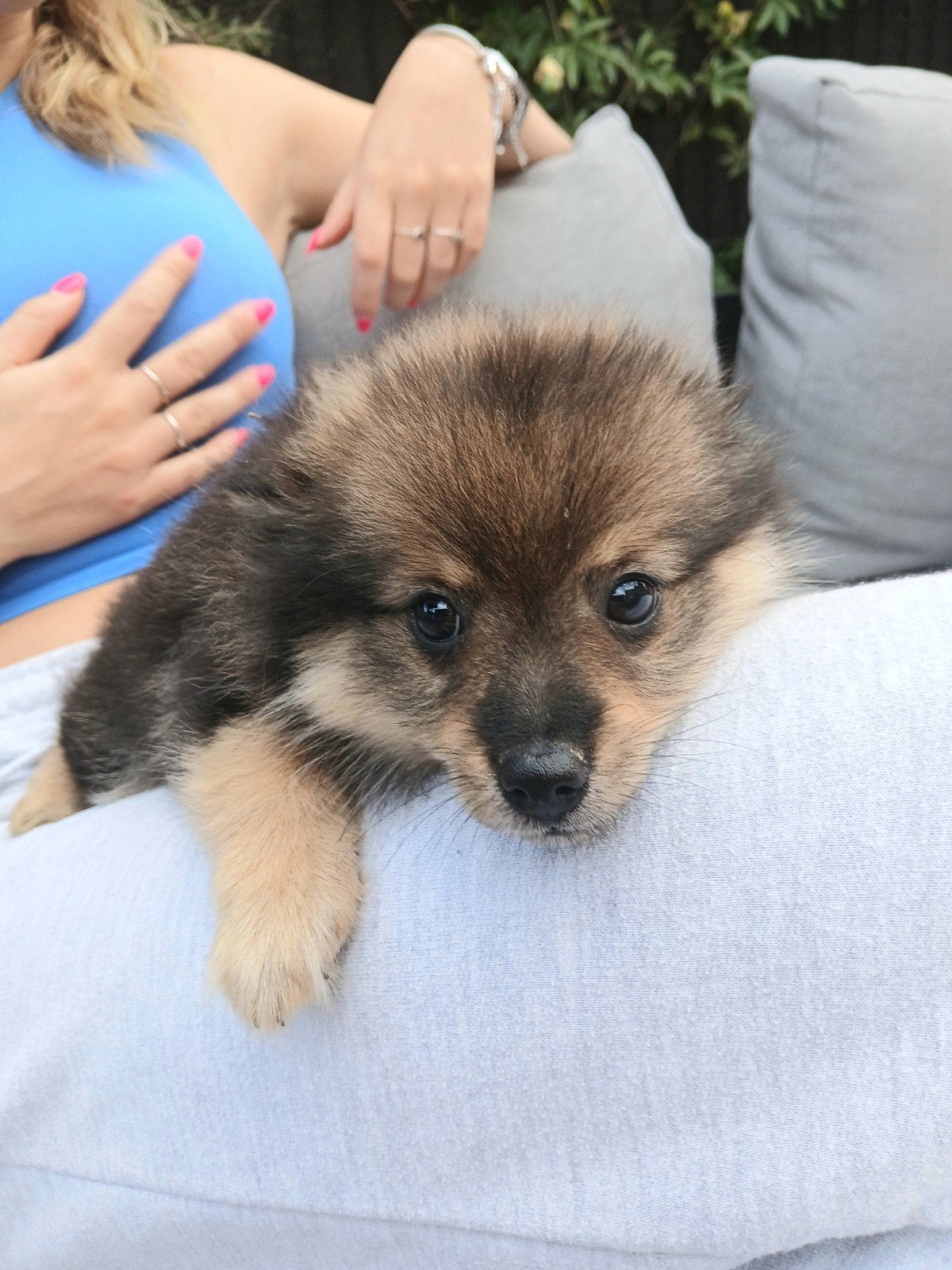 keeshond pup zoekt warme nest, Loulou, Maladie de Carré (chiens), Plusieurs, Belgique