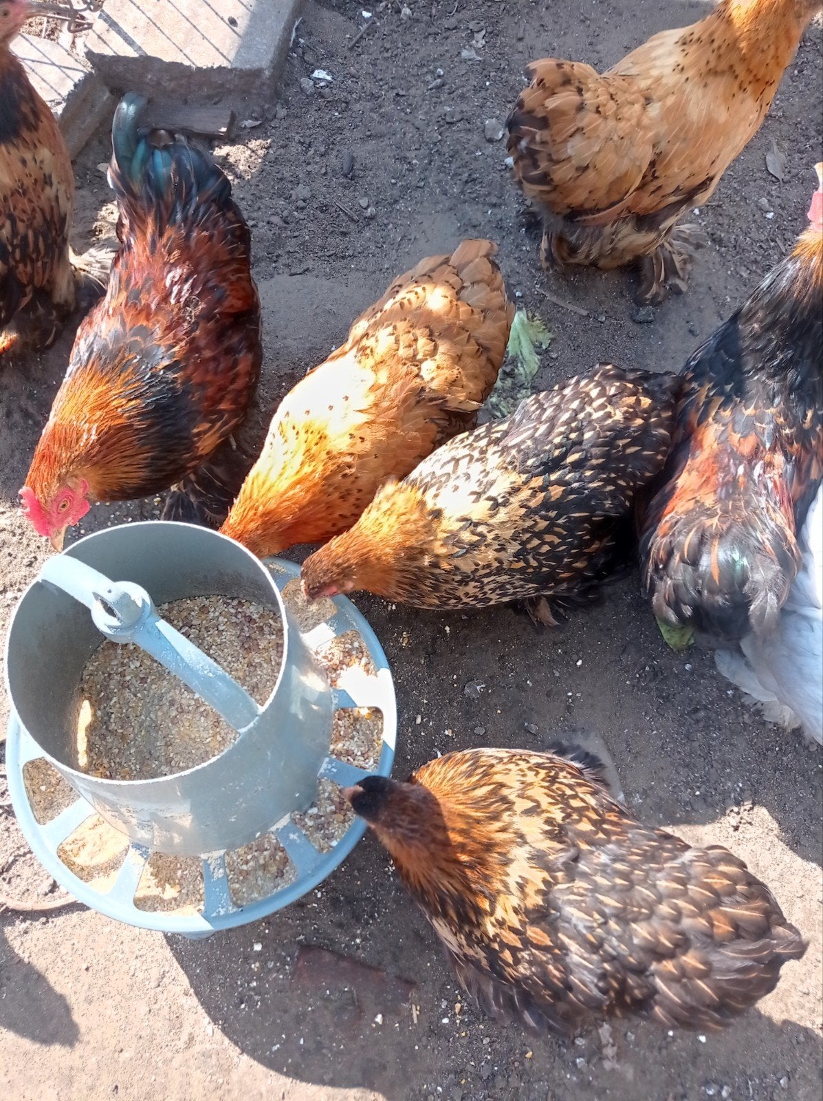 Cochin krielen, Dieren en Toebehoren, Pluimvee