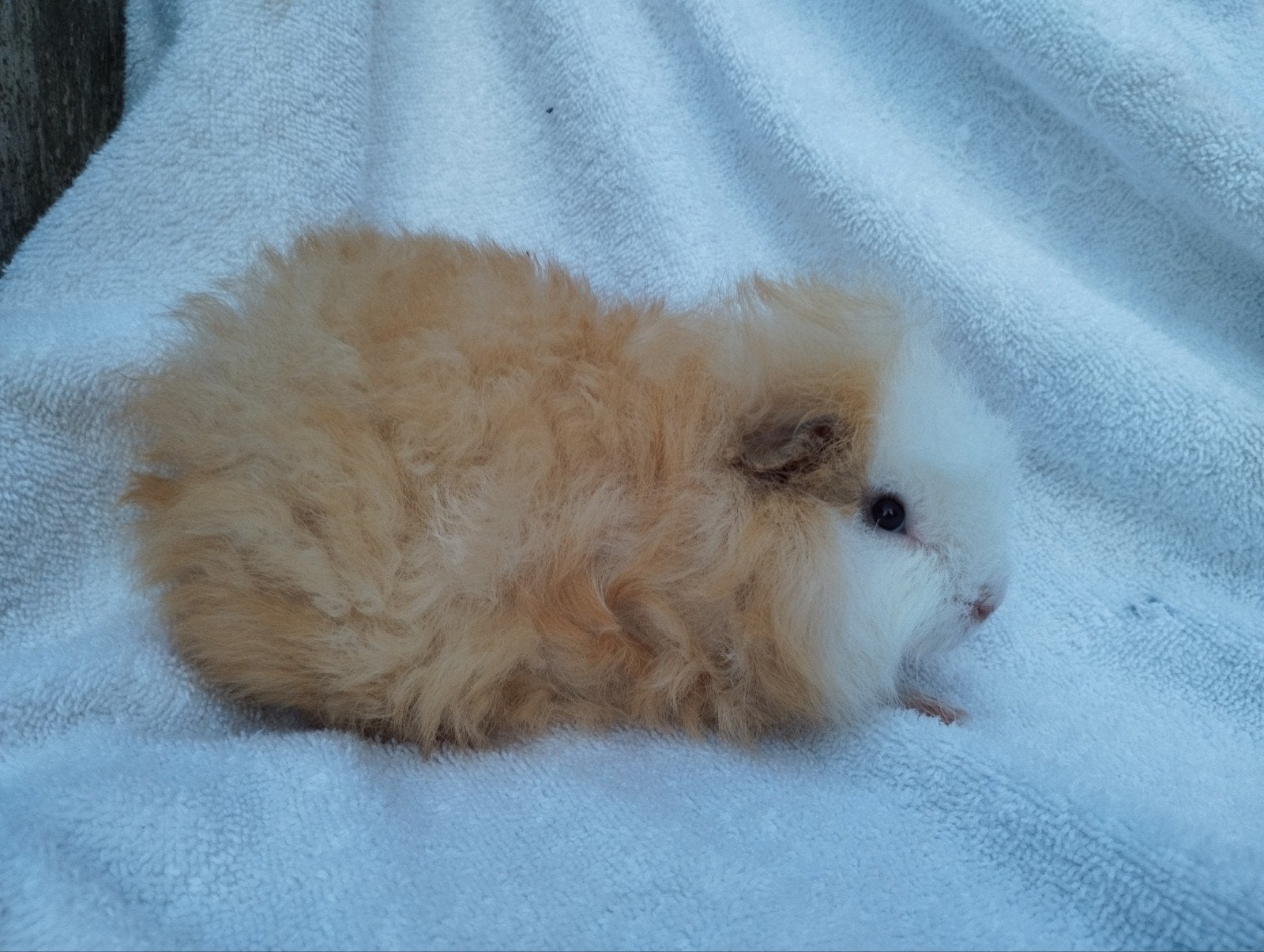 Ch Teddy cavia beertje te koop, Dieren en Toebehoren, Knaagdieren, Juni, Mannelijk, Cavia