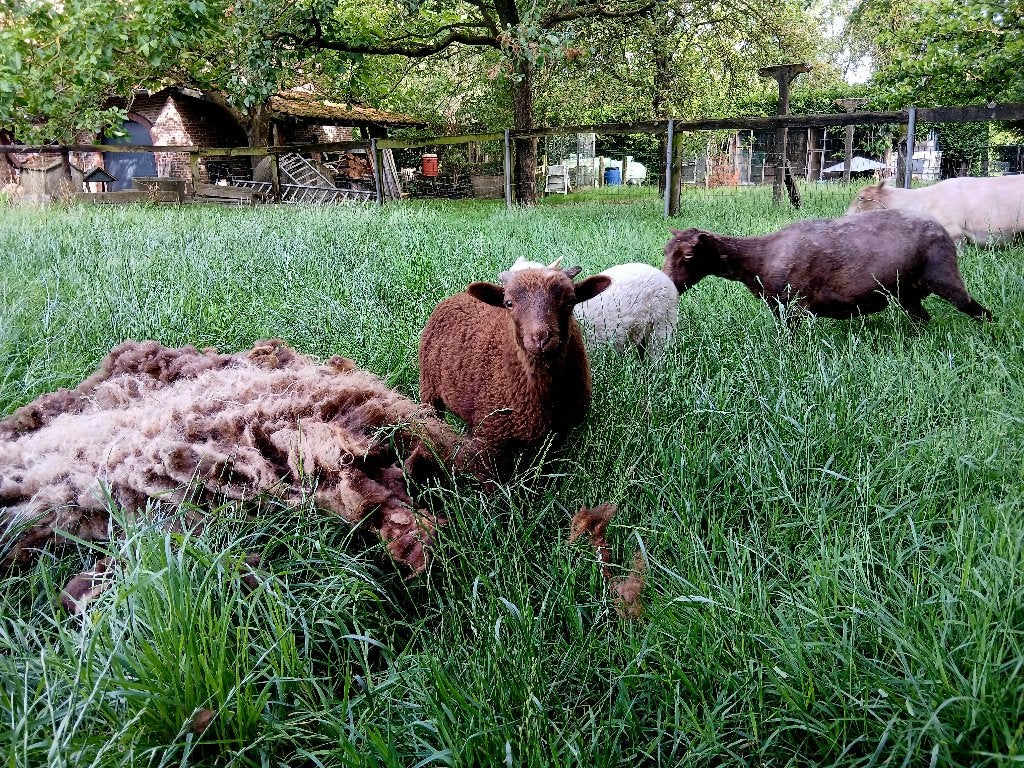 Ram ouessant, Dieren en Toebehoren