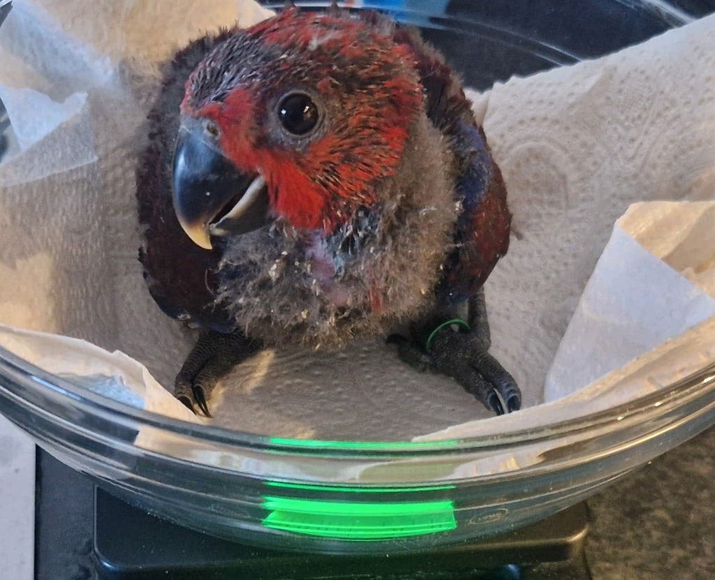 Jonge Edelpapegaai pop, Dieren en Toebehoren, Vogels | Parkieten en Papegaaien, Tam