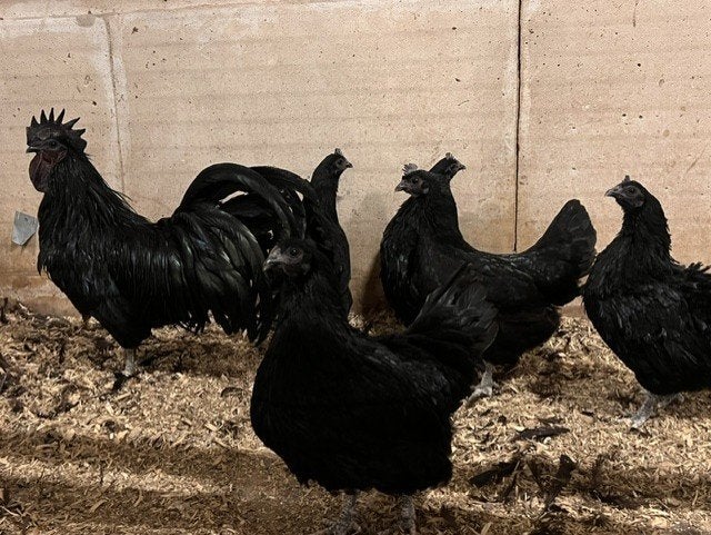 Ayam cemani, Animaux & Accessoires, Plusieurs animaux, Poule ou poulet