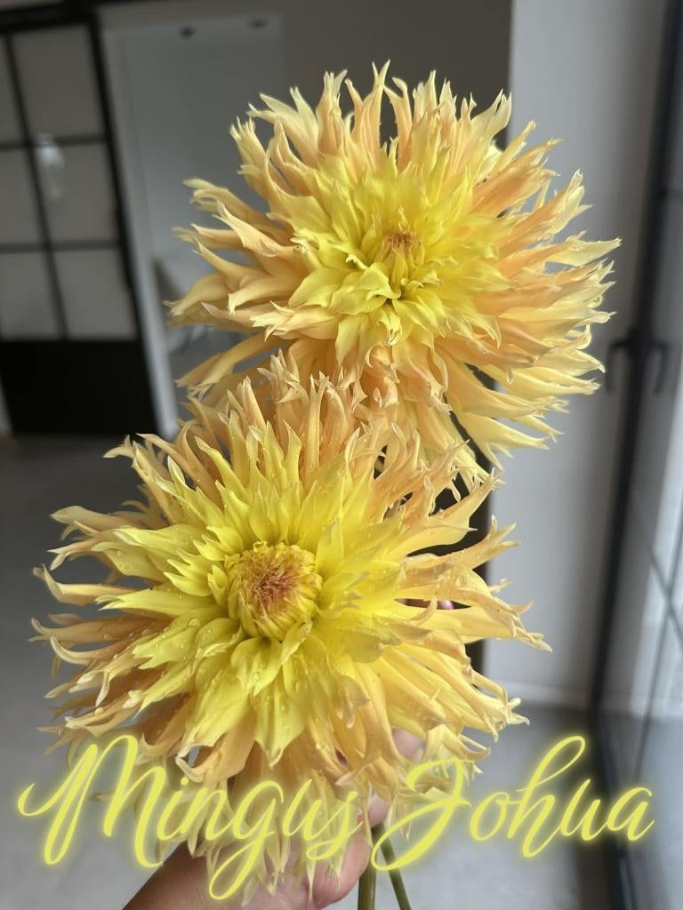 Dahlia knollen, Tuin en Terras, Bloembollen en Zaden, Ophalen of Verzenden, Voorjaar, Volle zon, Knol
