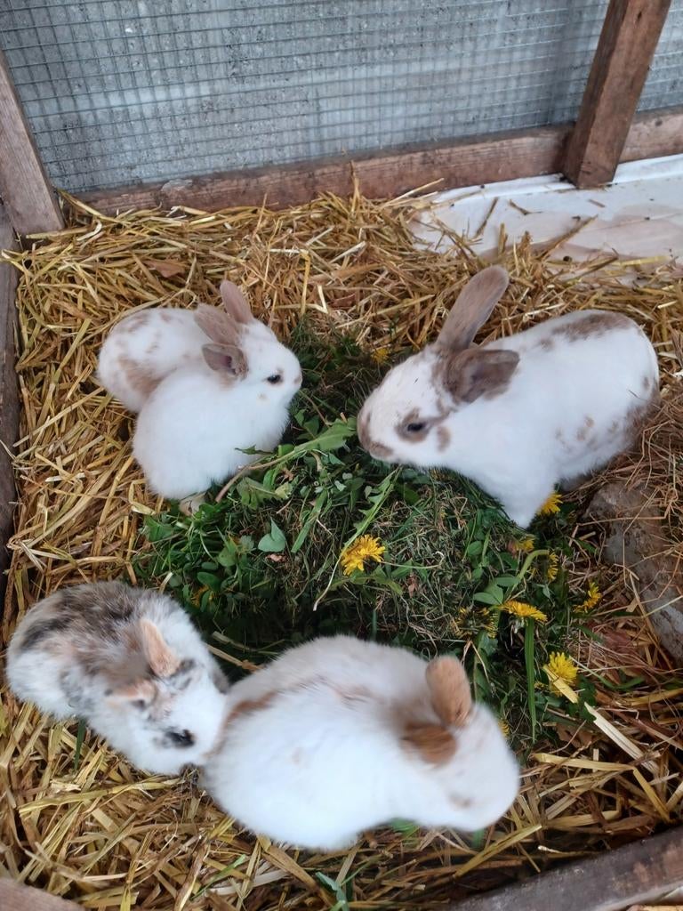 Tamme konijntjes te koop, Dieren en Toebehoren, Konijnen