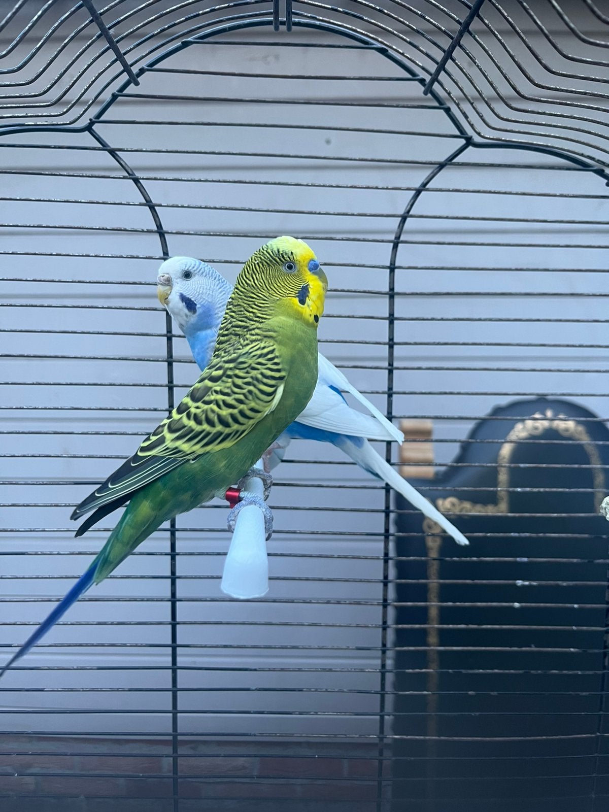 Grasparkieten koppel, Animaux & Accessoires, Oiseaux | Perruches & Perroquets
