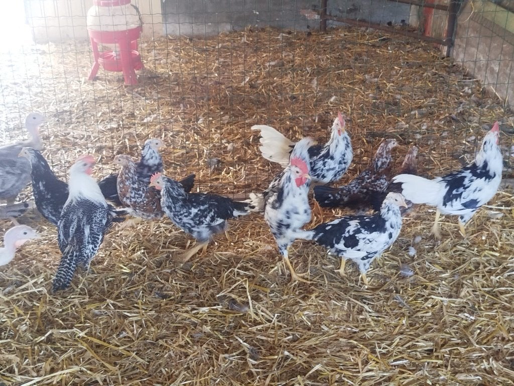 Kippen en kalkoenen, Plusieurs animaux, Poule ou poulet