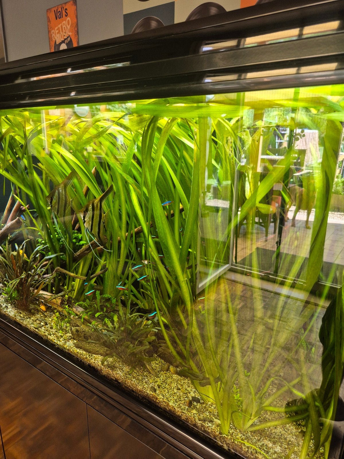 Vallisnerias gigantea plantes aquarium, Dieren en Toebehoren, Ophalen
