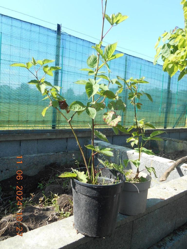 Muriers sans épines, Jardin & Terrasse, Plantes | Arbres fruitiers, Plein soleil, Enlèvement, Printemps, 100 à 250 cm