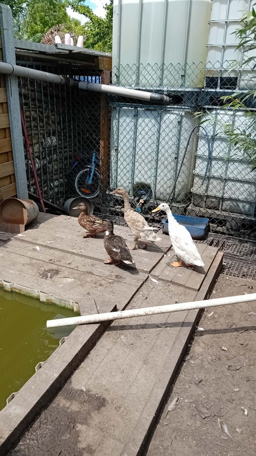 Eenden en loopeenden