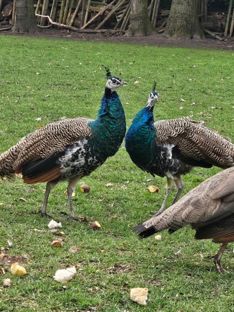 Mannelijke gekruiste gelewiekte pauw van 2 jaar oud te koop, Dieren en Toebehoren