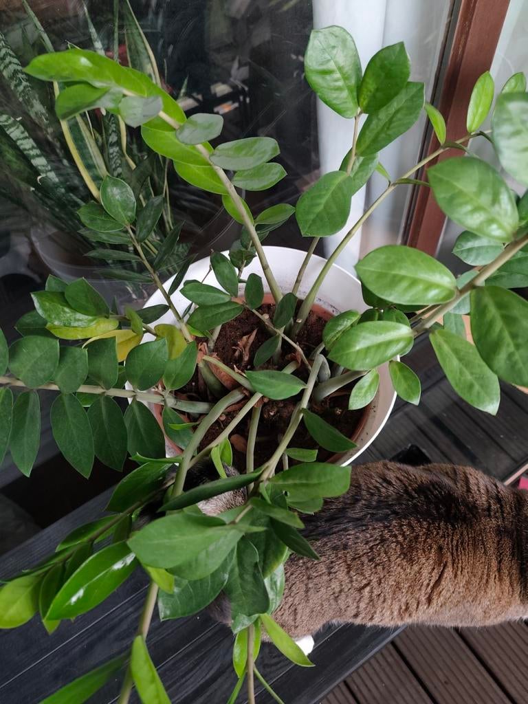 ZZ plant (kat vervelend maar niet inbegrepen), Tuin en Terras, Ophalen