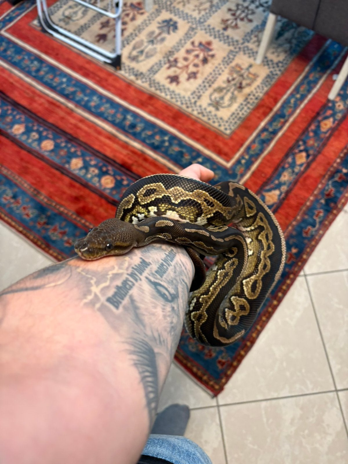 Koningspython - 1.0 MAHOGANY CINNAMON Ball Python - male for sale from Verheyen Reptiles